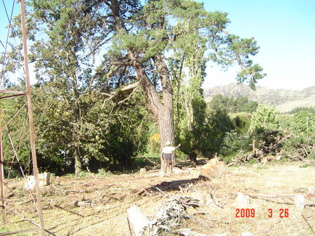 Heavy leaner oldman pine being backpulled - experienced tree falling 